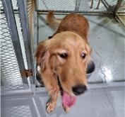 (사)하얀비둘기_426336202400806